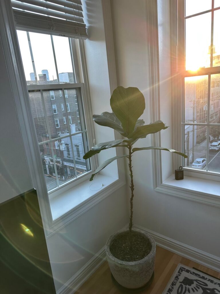 Fiddle leaf update Fiddle leaf update