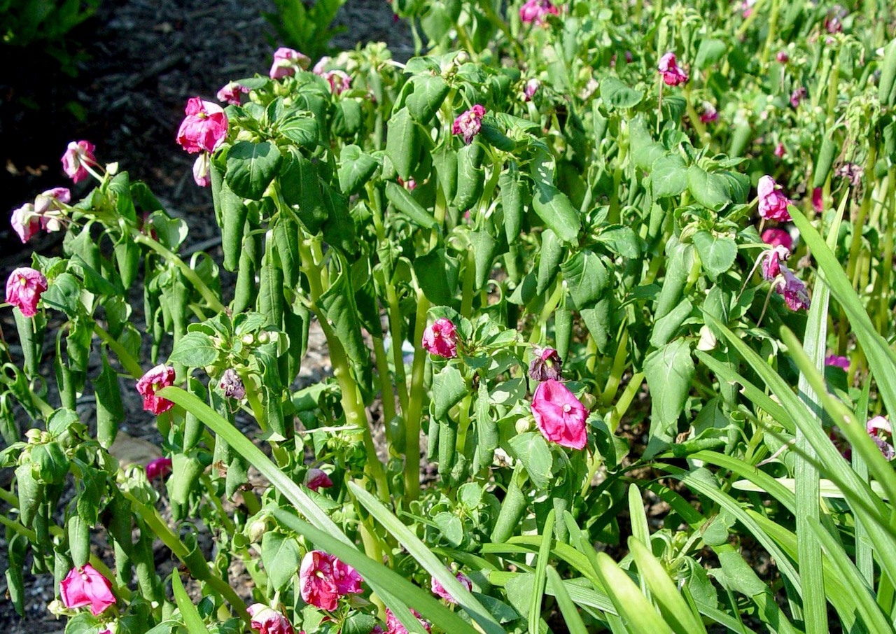 Wilting annuals
