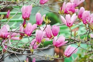 pink flowering blossoms