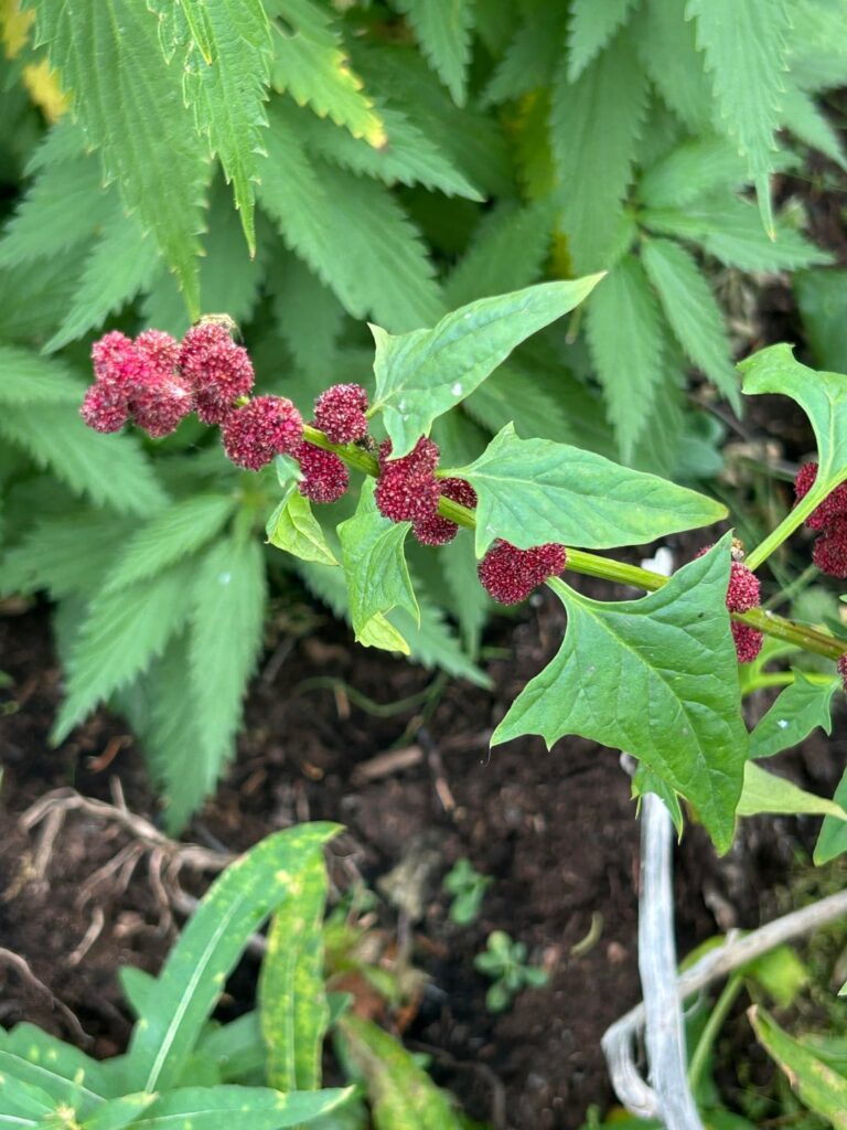 What’s this berry?
