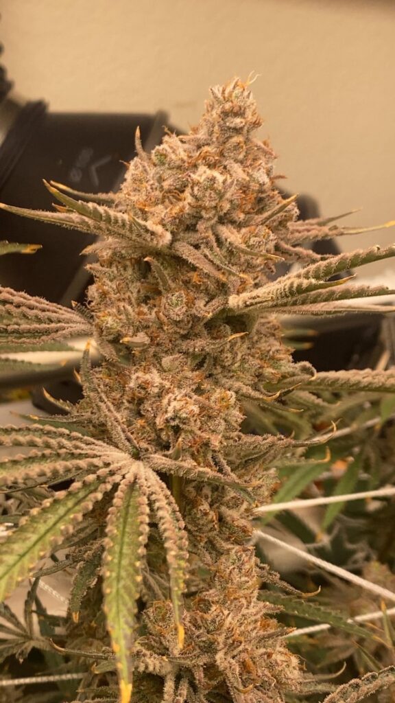Thinking I’m going to chop in 3 days at exactly day 63 (9 weeks) what do we think? Sugar cane day 60F.