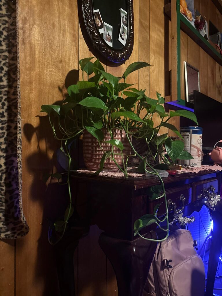 what is it and how is it thriving so well? what is it and how is it thriving so well?