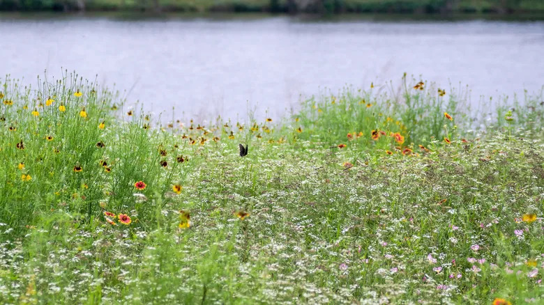 Texas wildflowers bloom in a garden