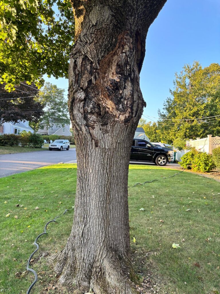 What is doing this to my tree?