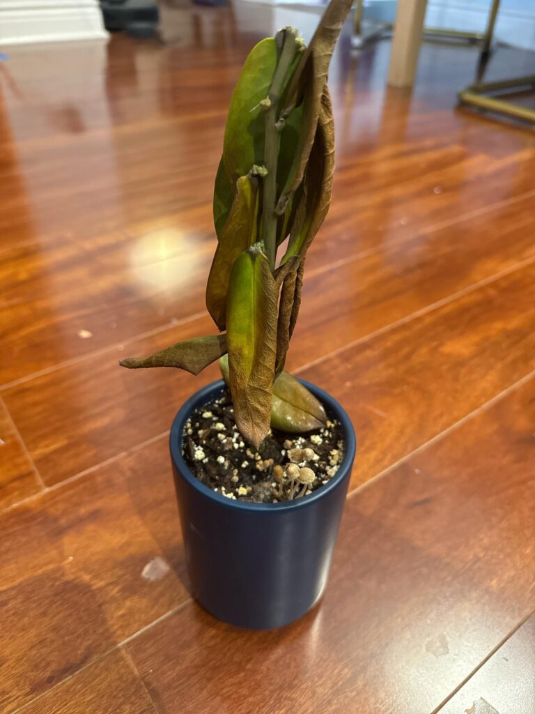 ZZ plant seems to have completely died out of nowhere