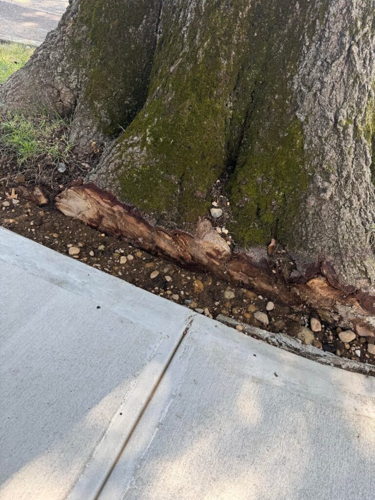 New sidewalk… how long until these trees fall over?
