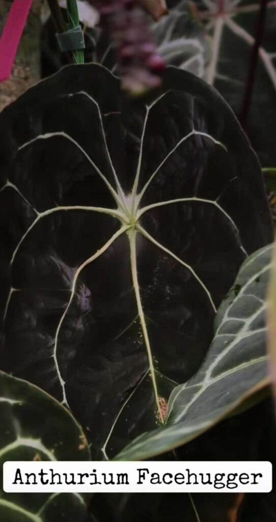 As a HUGE Alien franchise fan, this anthurium just rocketed to the top of my list!