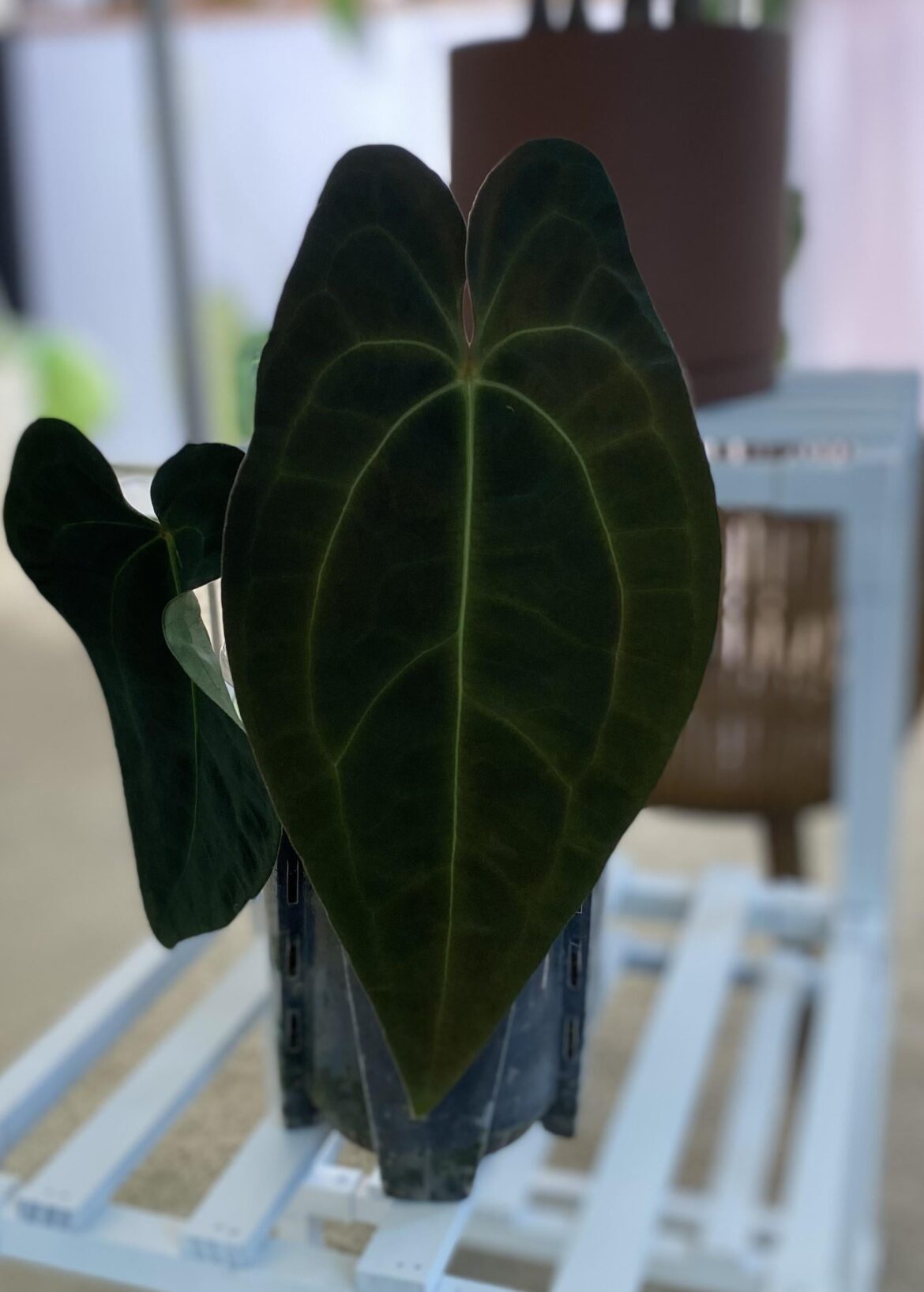 AOS Dark form x Scott Cohen Pap A+ x Forgetti hardened leaf