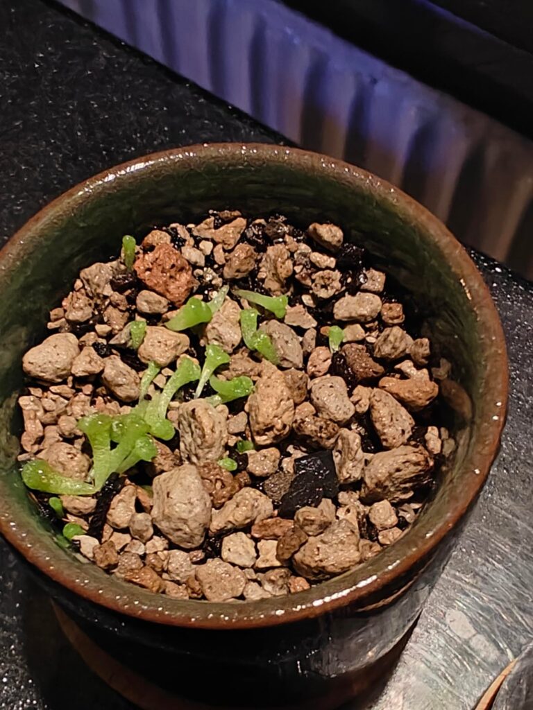 A month growth - am I doing this right?
