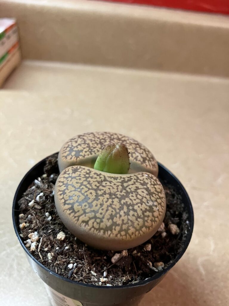 Is this a flower coming?