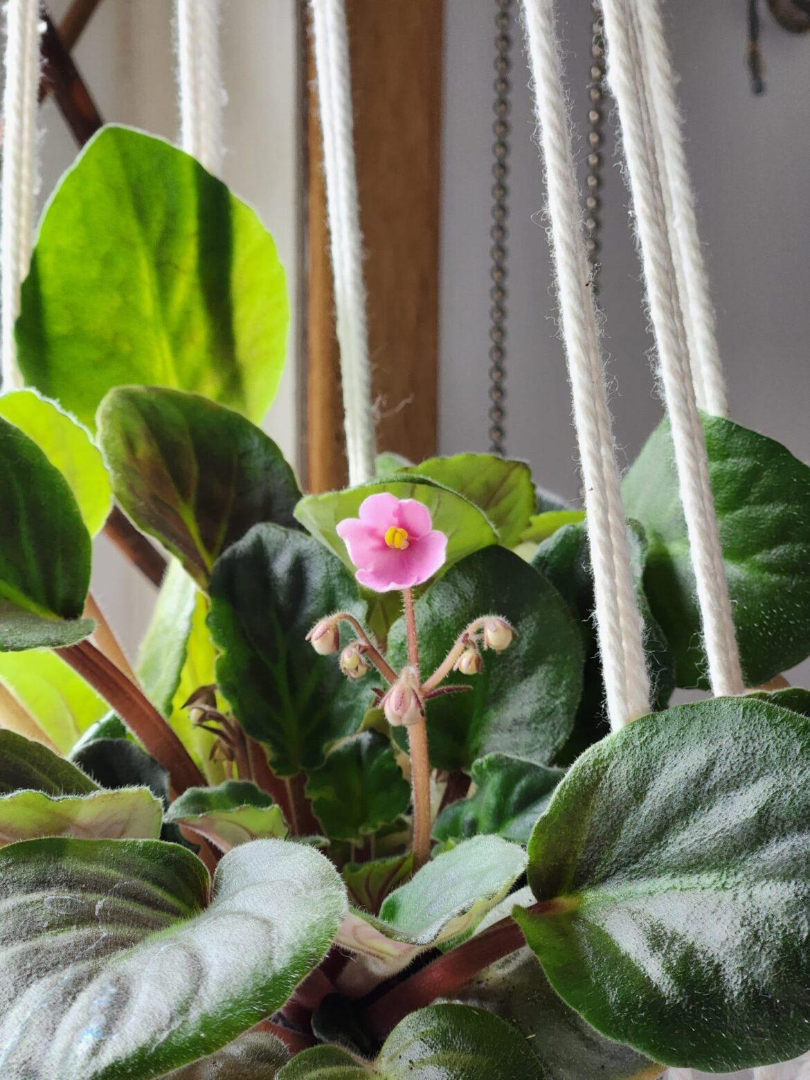 I know it is not much, but this is my first flower after having this plant for like 2 years