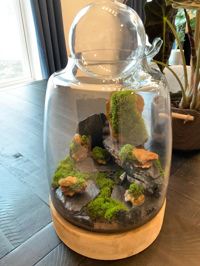 Baby’s first terrarium