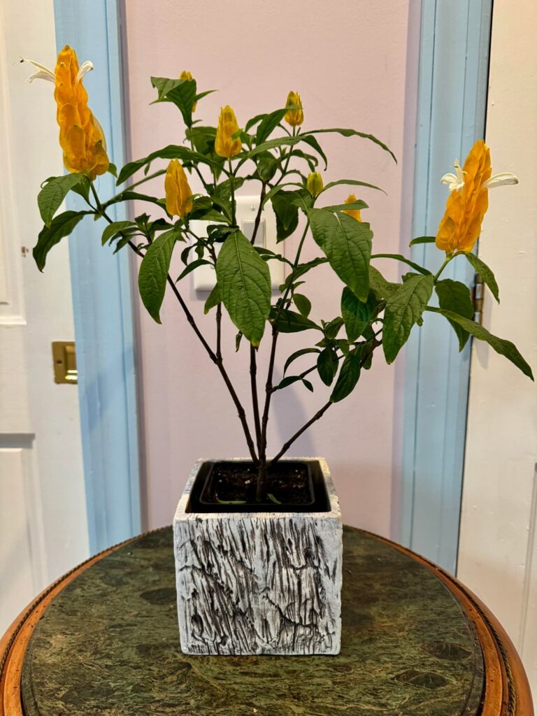 My Lollipop plant is blooming.