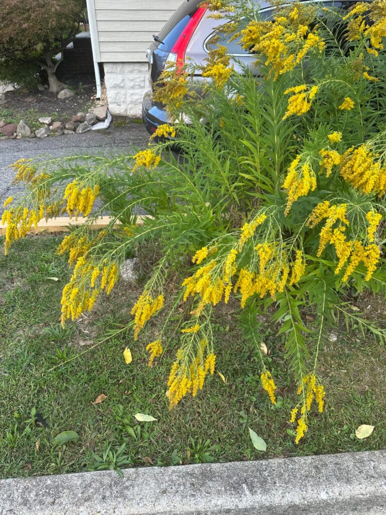 Yellow flower long stem