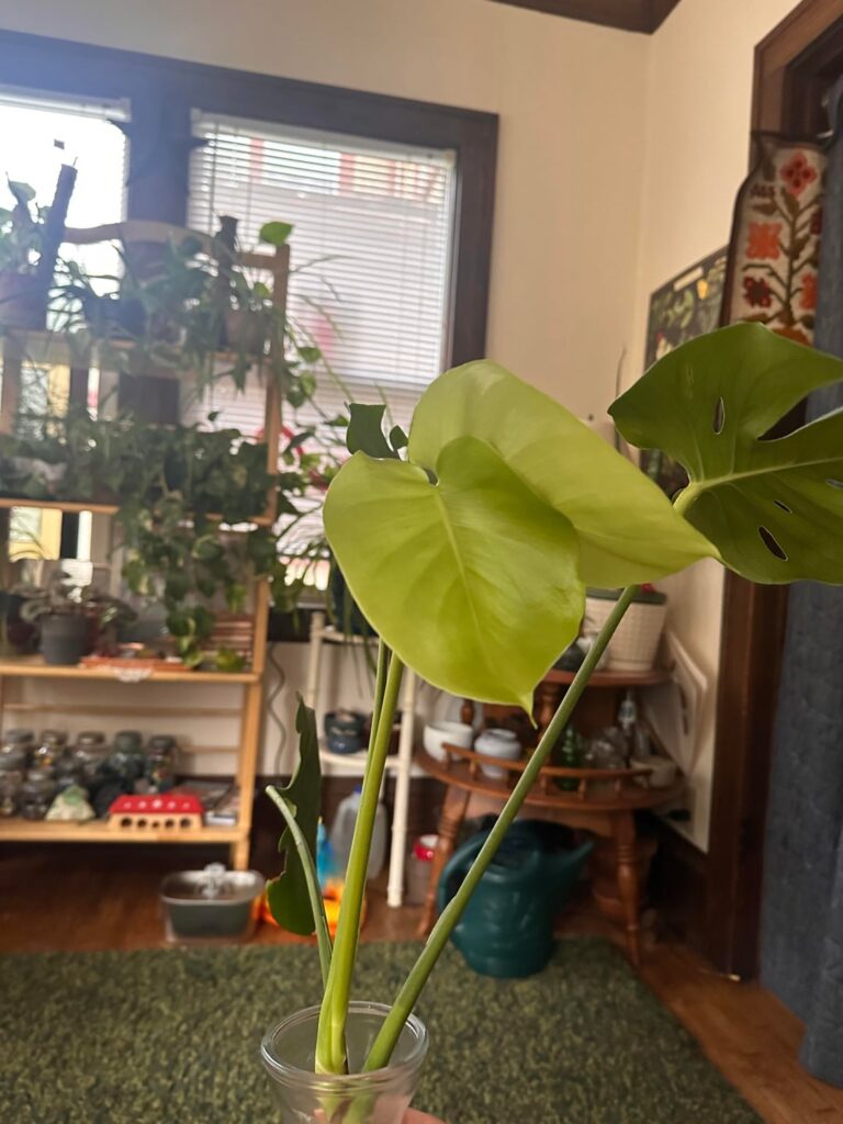 UPDATE: Is my monstera growing two leaves at once?