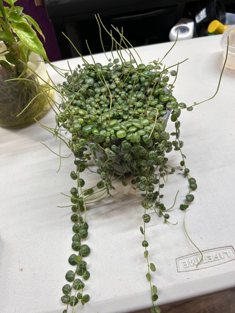 I wanted to share my string of turtles that I propagated/saved from an older dying string of turtles π’π I wanted to share my string of turtles that I propagated/saved from an older dying string of turtles π’π