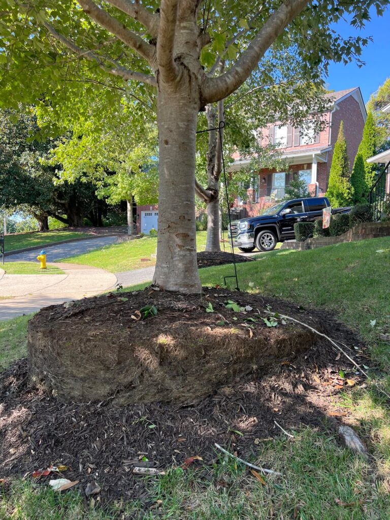 Massive root mass Massive root mass