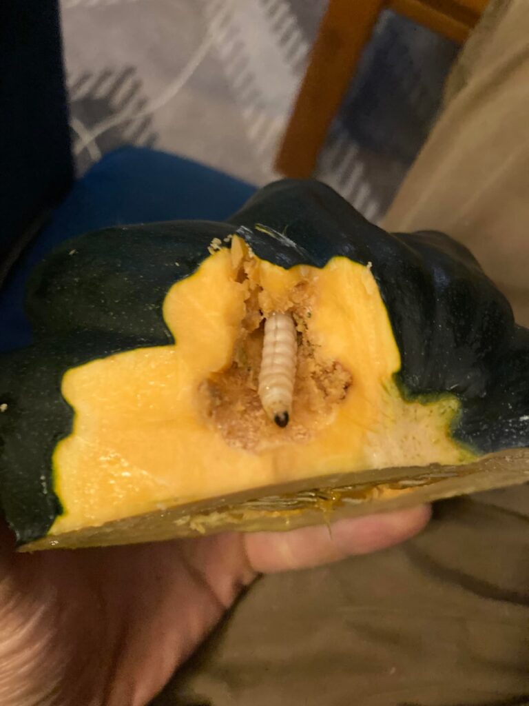 SVB inside of a squash fruit?? SVB inside of a squash fruit??