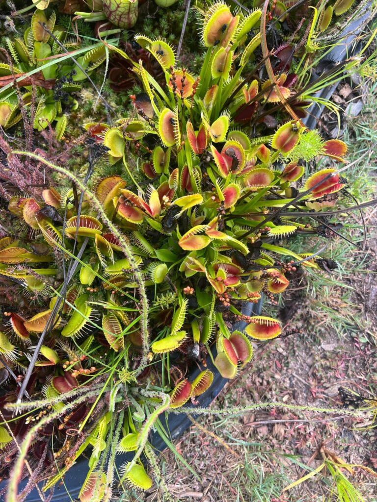 Venus Flytraps