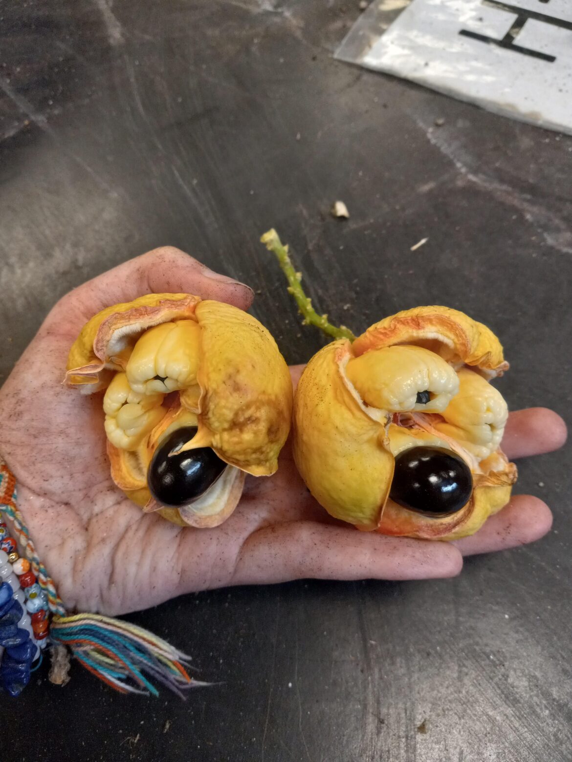 Fruit from a tree, it fell by itself.