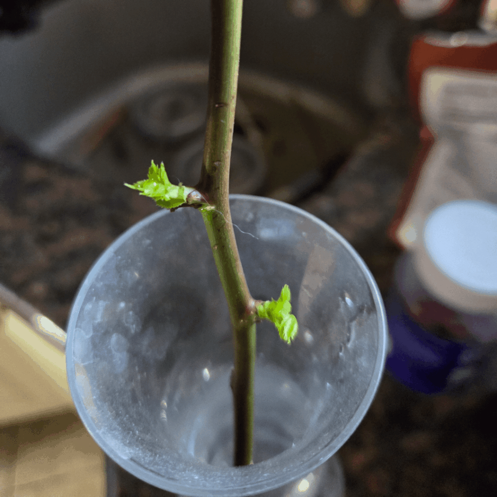 Help needed! Total newbie!