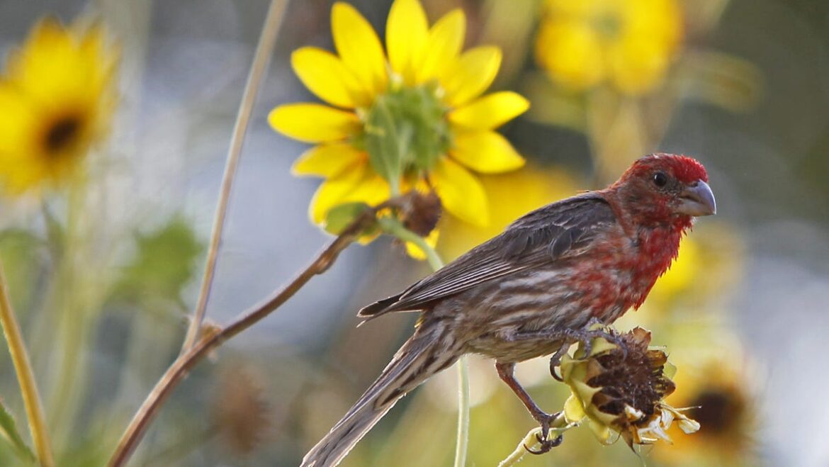 HGTV names Atlanta Botanical Garden the most beautiful garden in GA