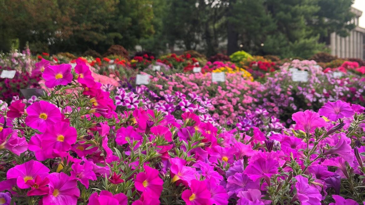 September garden checklist