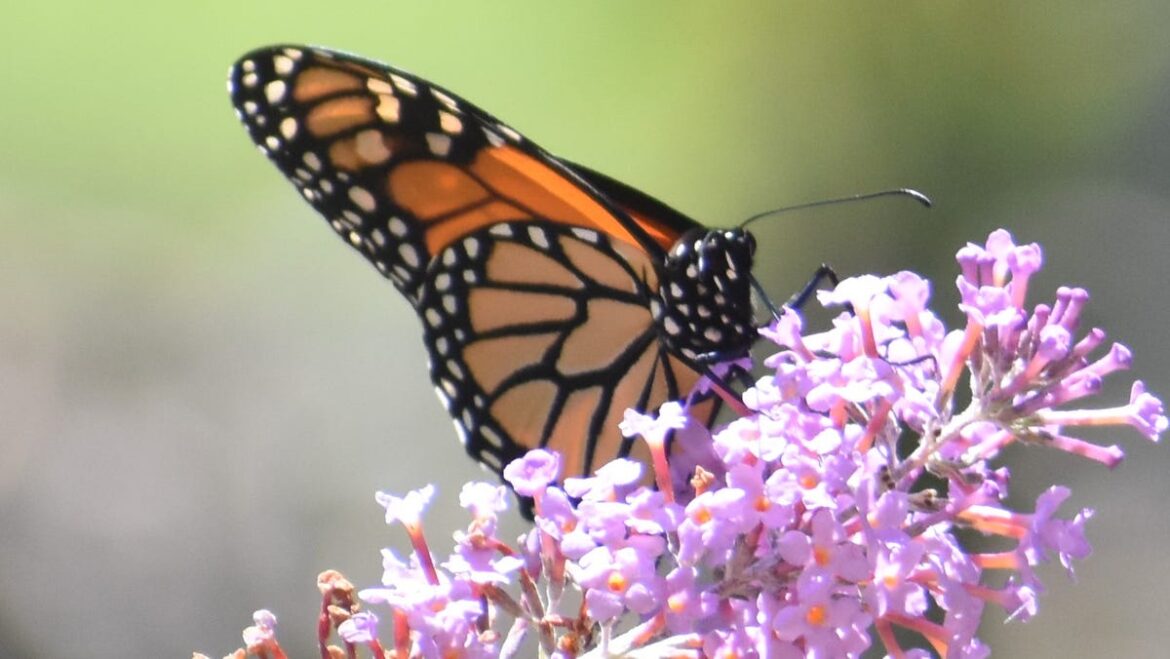 Where is the best garden in Colorado? HGTV said to look in Denver