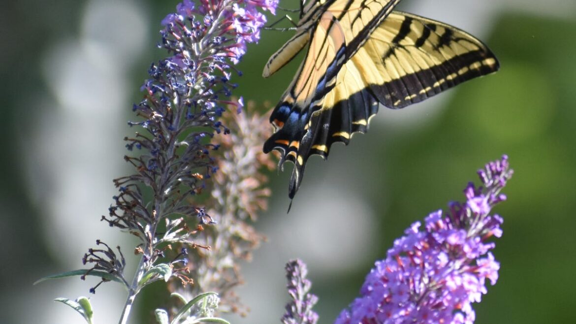 Dakota Gardener: A welcome garden visitor