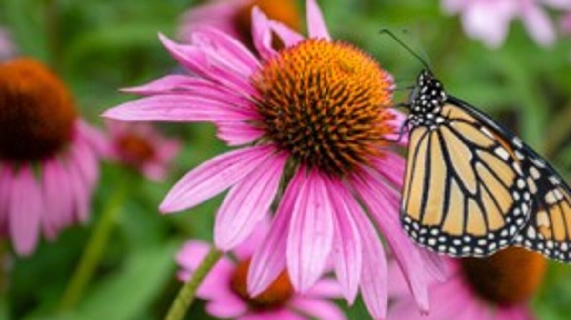 Fall is an excellent time to plant native trees and shrubs Fall is an excellent time to plant native trees and shrubs