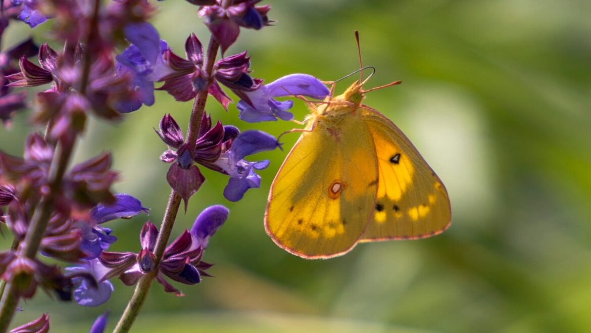 Best garden in Utah? HGTV says to look in Salt Lake City Best garden in Utah? HGTV says to look in Salt Lake City