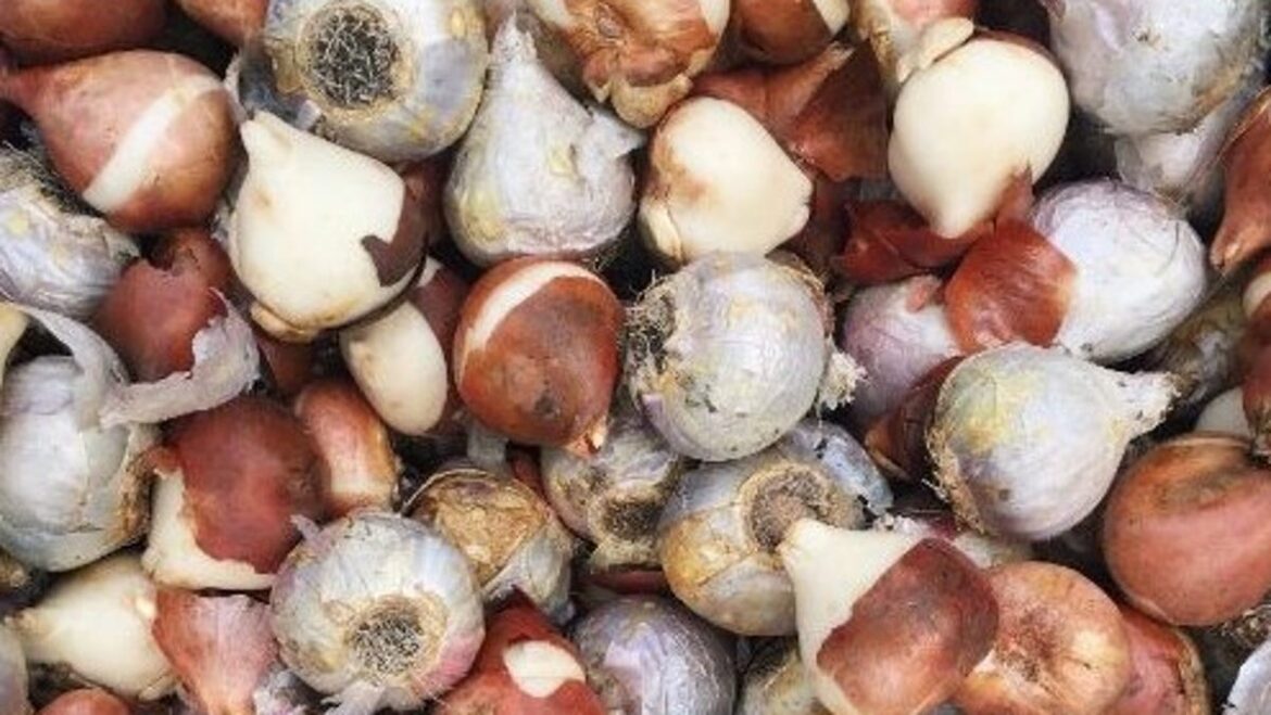 When should I plant my bulbs? What fall gardeners in Michigan should know When should I plant my bulbs? What fall gardeners in Michigan should know