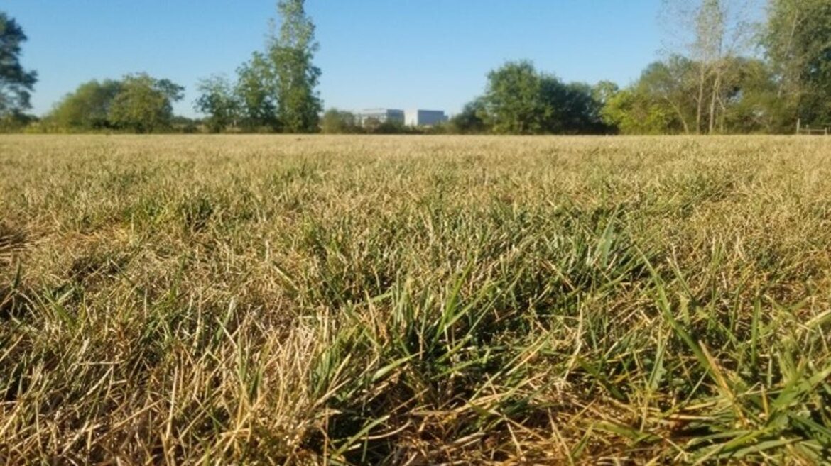 Should I fertilize my lawn as dry weather continues? Should I fertilize my lawn as dry weather continues?