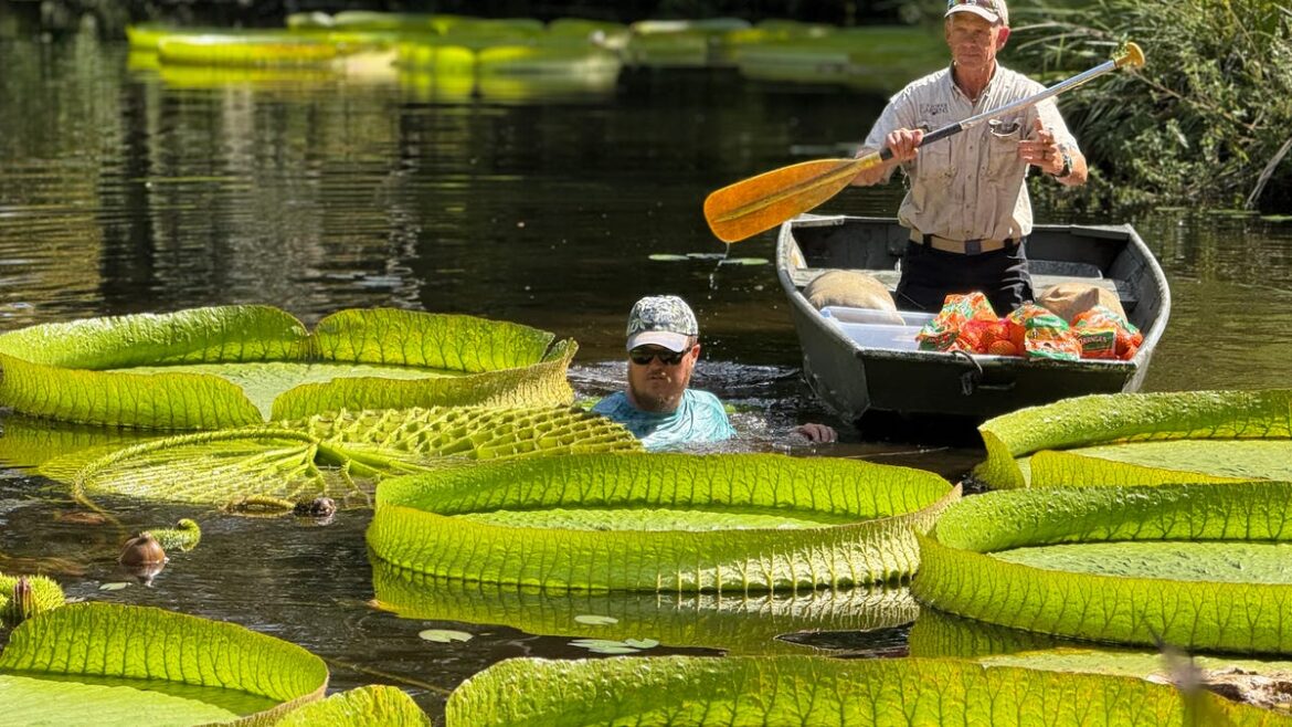Bok Tower Gardens takes world title for weight-bearing lily pad Bok Tower Gardens takes world title for weight-bearing lily pad