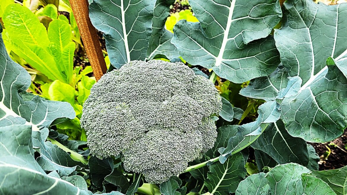 Here's how to get your fall garden growing with proper timing