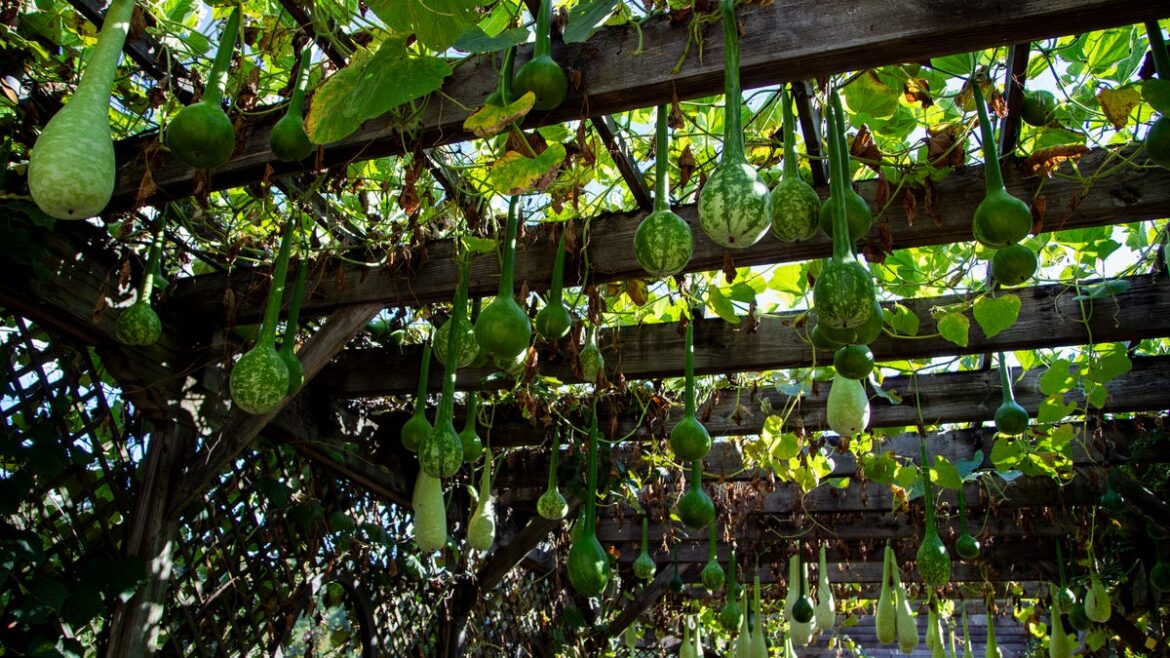 Dakota Gardener: Conversations with a gardener