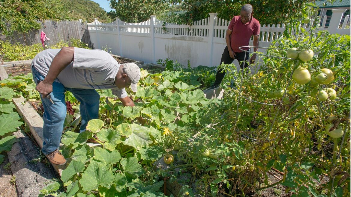 Haitian farmers flourish, open Caribbean food pantry Haitian farmers flourish, open Caribbean food pantry