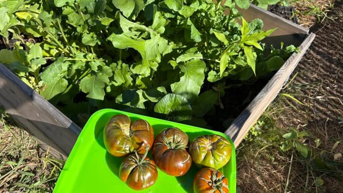 Greeneville Youth Garden teaches gardening skills to Norwich CT youth