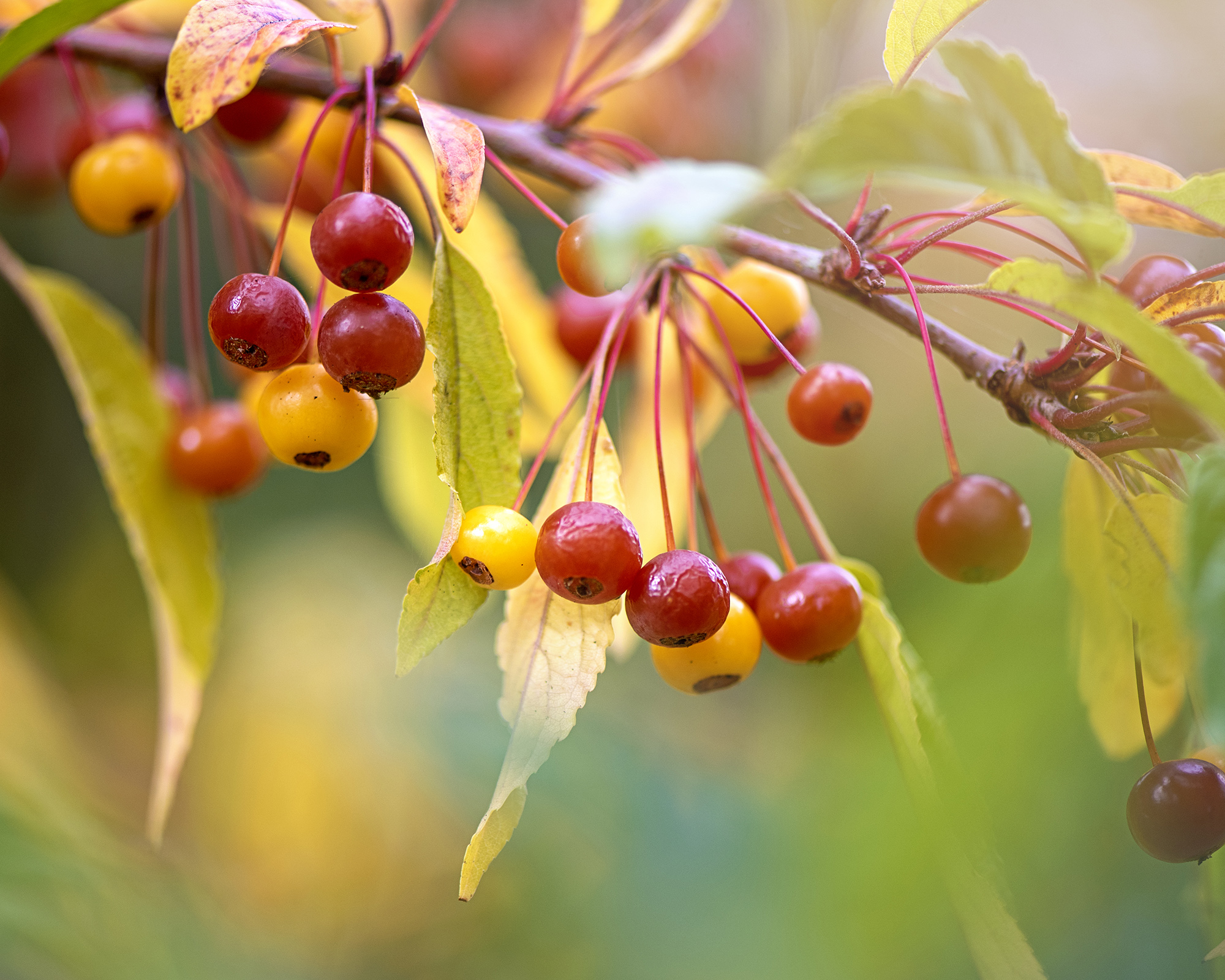 Autumn colours and red berries of Malus transitoria is also know as the Cut-leaf Crab Apple tree