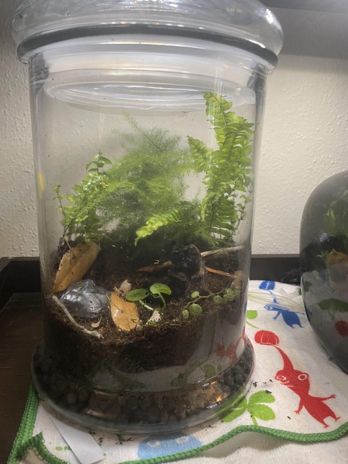 How often do i water a jar of this size?