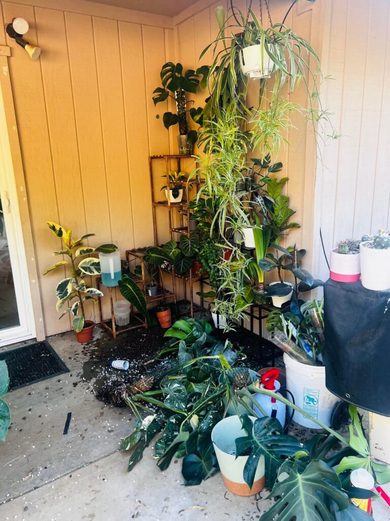 The clumsiness of a Great Dane puppy is unmatched. I am pretty upset cuz I love my plants, but I also love my dogs. All good, life goes on and plants live long. 🤙