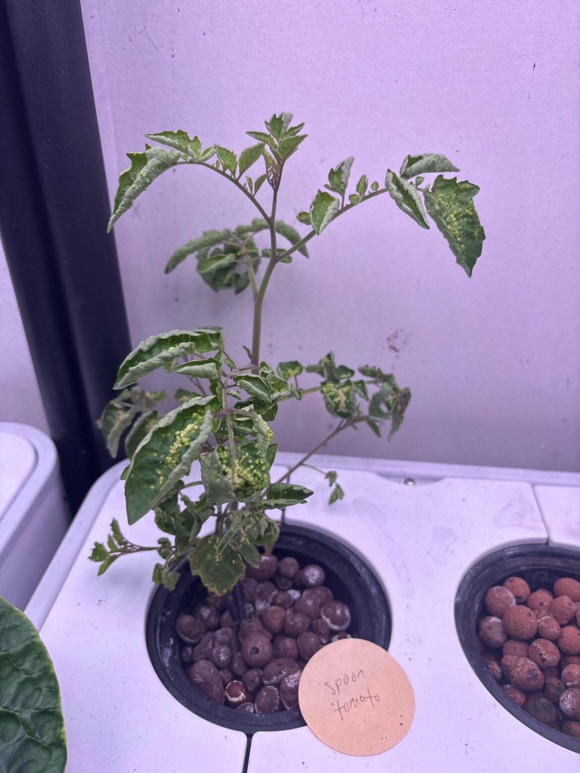 Spoon tomato diseased