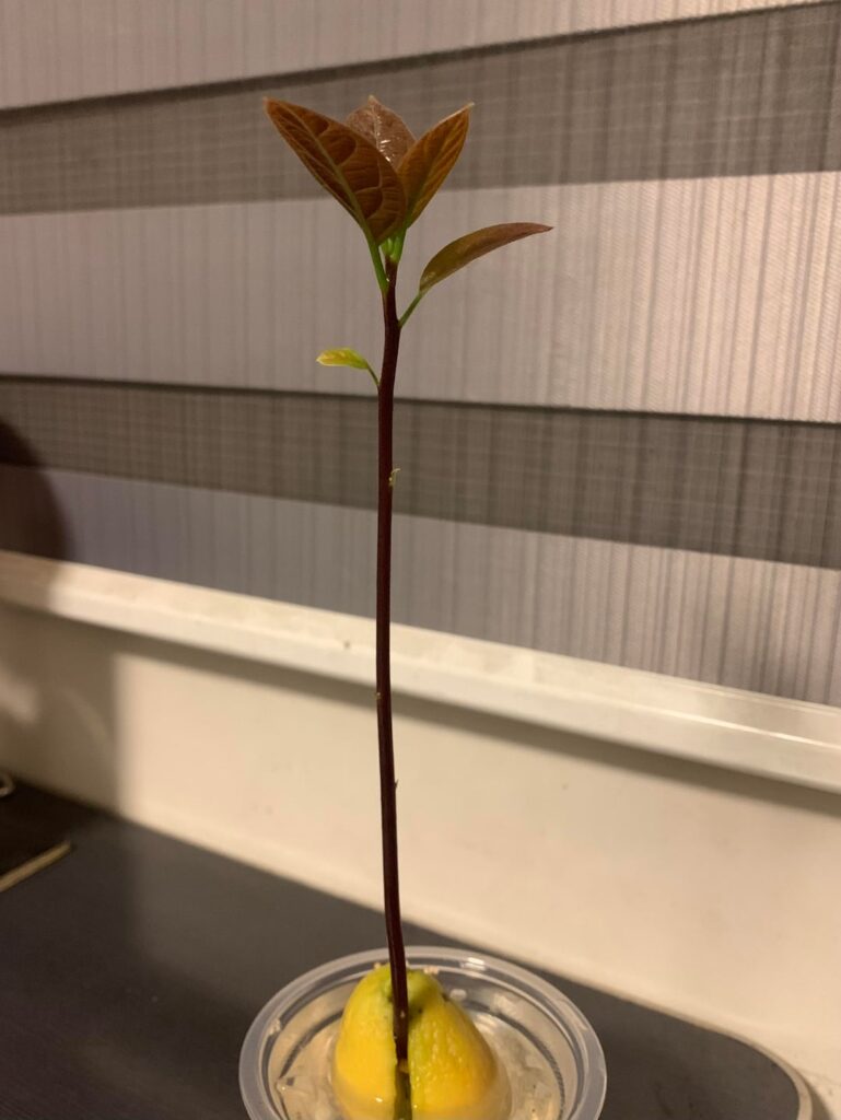 Why is my avocado plant brown :( Why is my avocado plant brown :(