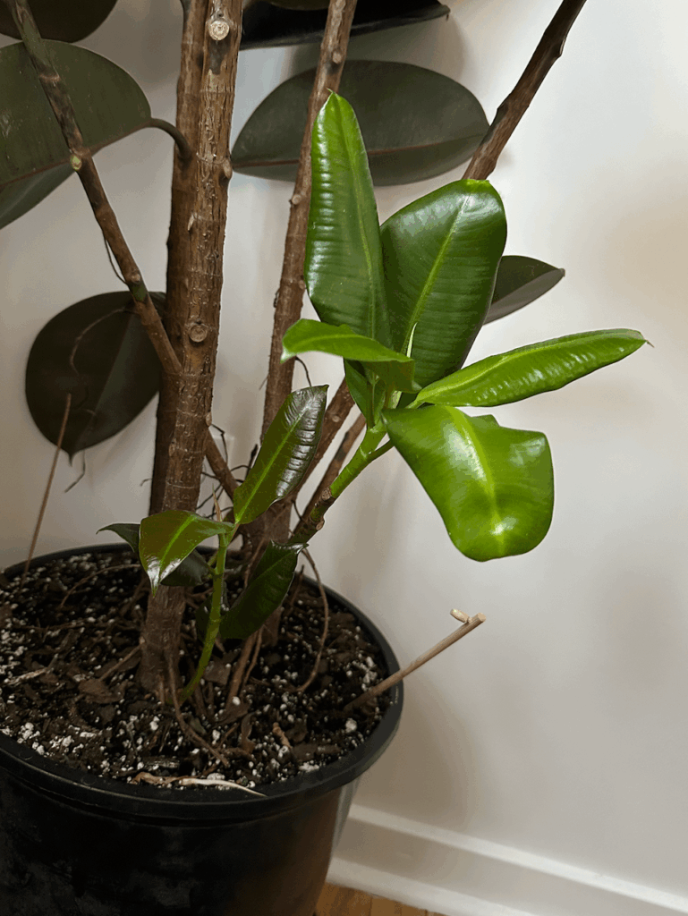 Leaves falling from my rubber tree - please help!