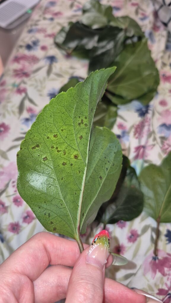 What is this weird stuff on my hibiscus leaves?