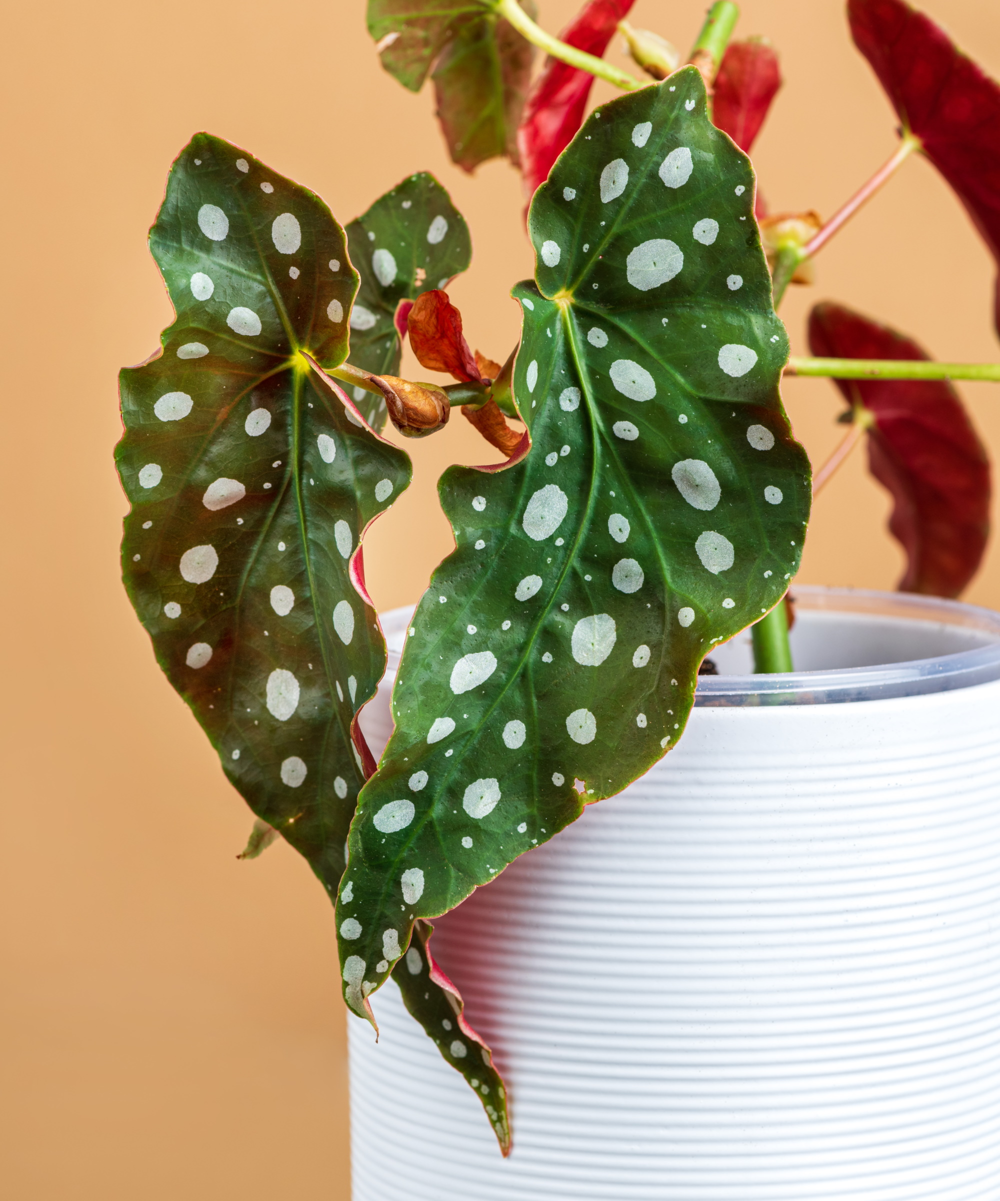 Polka dot begonia