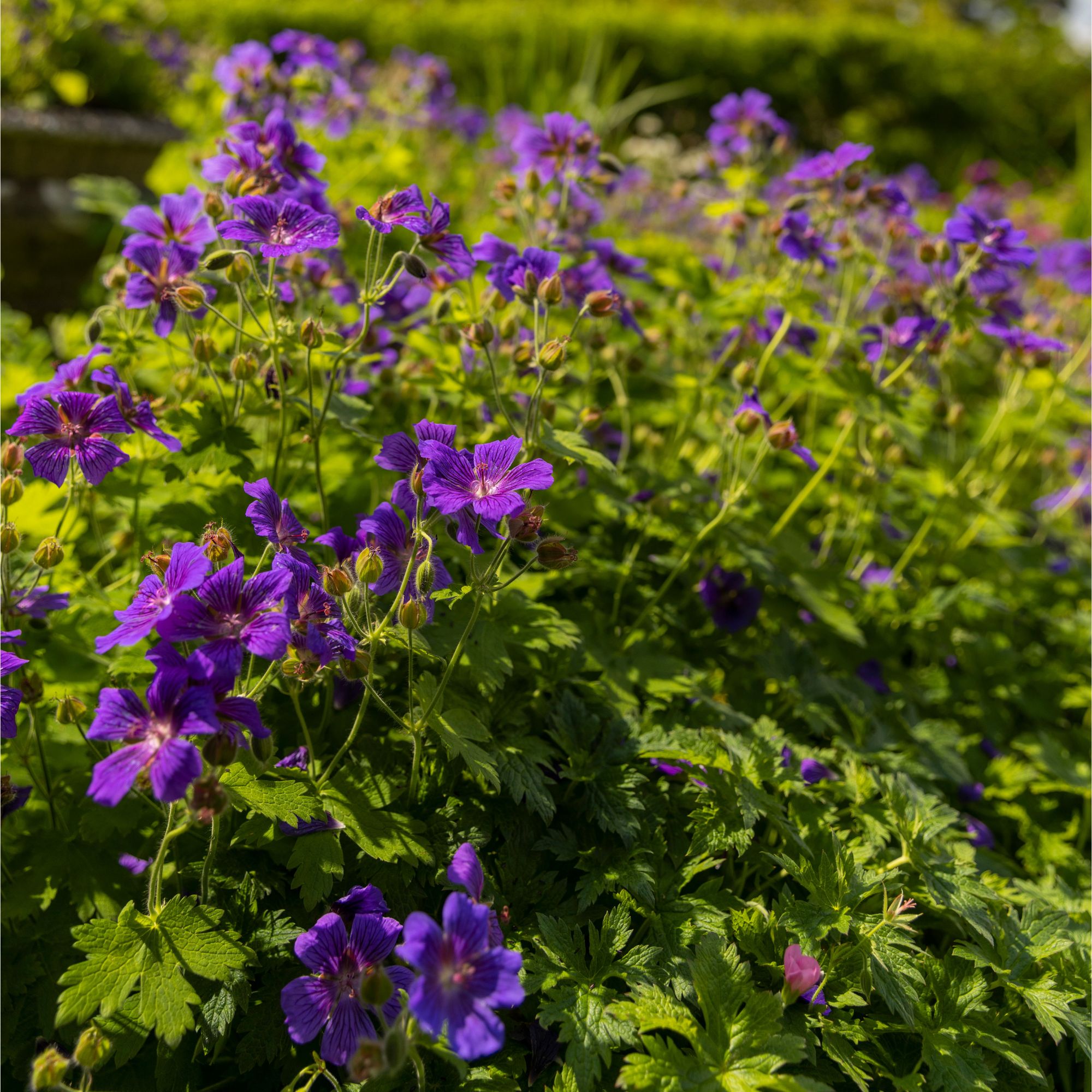Purple geranium flowers growing in garden