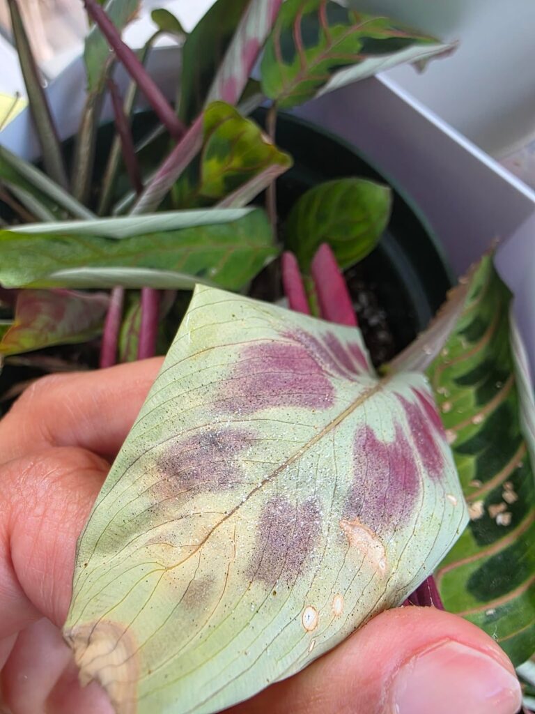 What's your fave predatory mite? I need help, are these spider mites?