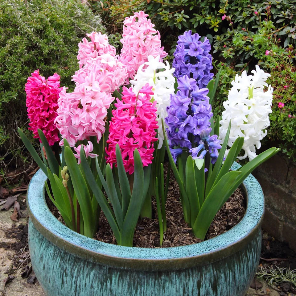 turquoise patio flower pot filled with colourful and fragrant hyacinth bulbs in flower, in square format with copy space.