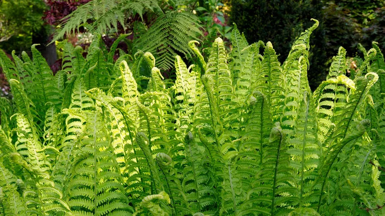 Close-up of a lady fern in a garden.